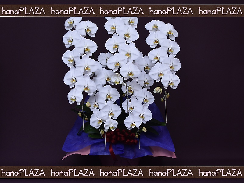 hana*PLAZA -Orchid-bԉut[Xg iJv̂