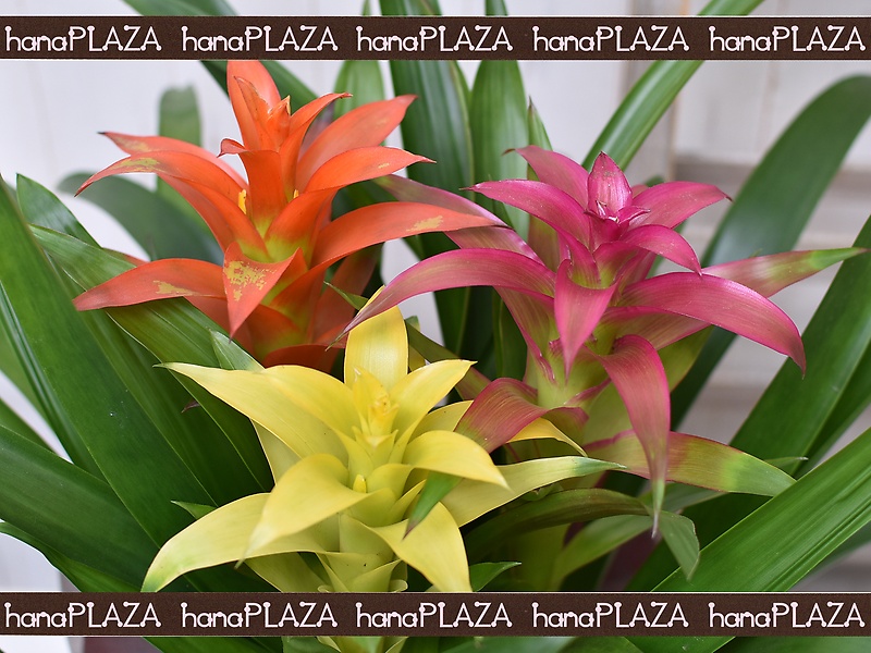 hana*PLAZA -ԁPlants-bԉut[Xg iJv̂