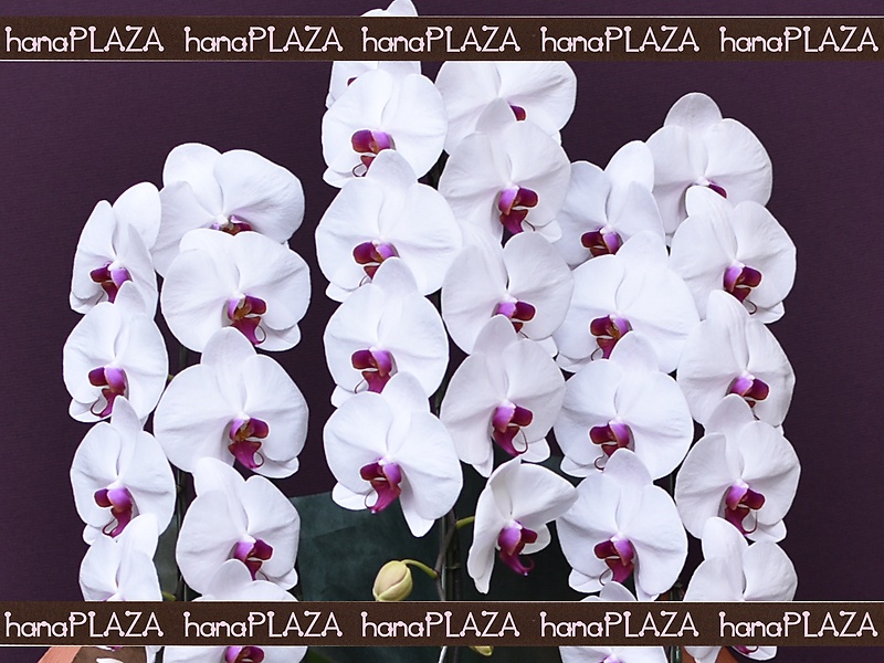 hana*PLAZA -Orchid-bԉut[Xg iJv̂