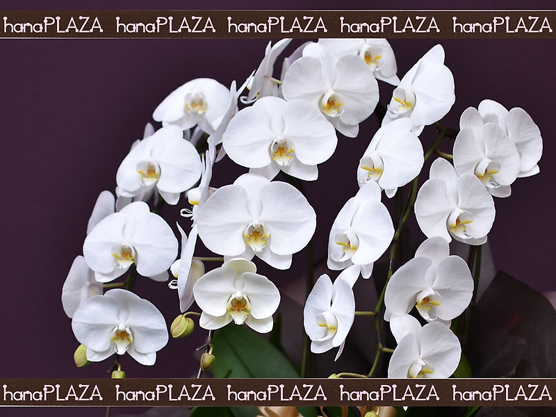 hana*PLAZA -Orchid-bԉut[Xg iJv̂