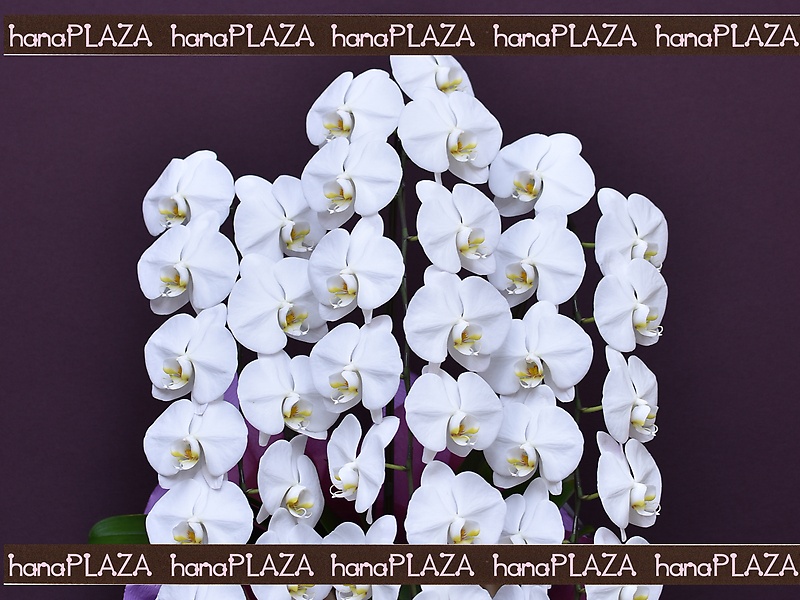 hana*PLAZA -Orchid-bԉut[Xg iJv̂