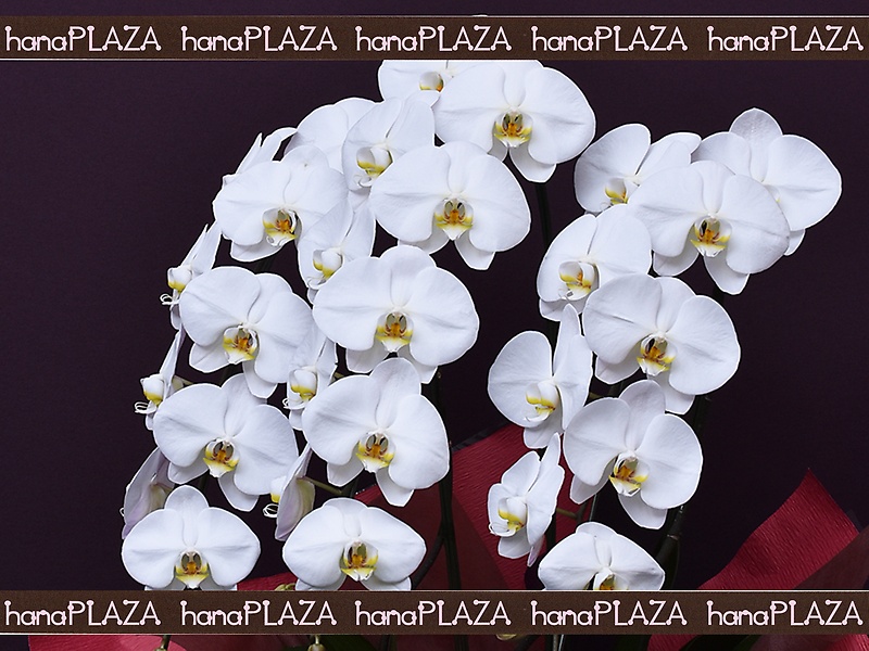 hana*PLAZA -Orchid-bԉut[Xg iJv̂