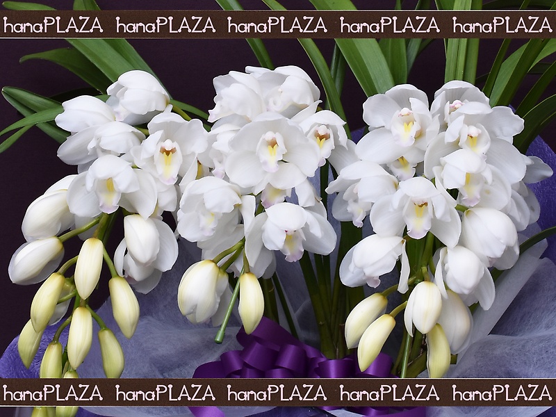 hana*PLAZA -Orchid-bԉut[Xg iJv̂