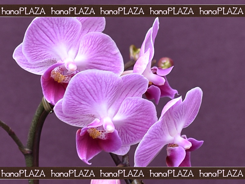 hana*PLAZA -Orchid-bԉut[Xg iJv̂