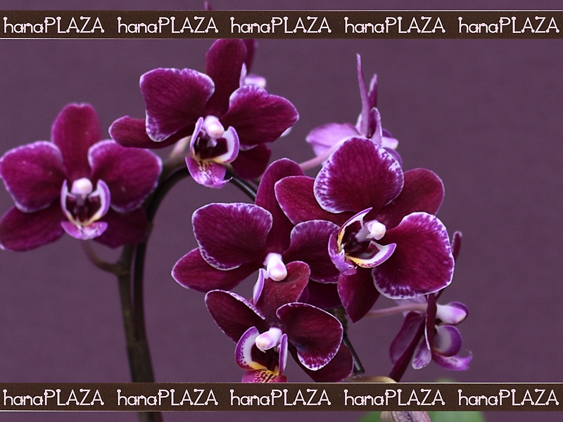 hana*PLAZA -Orchid-bԉut[Xg iJv̂