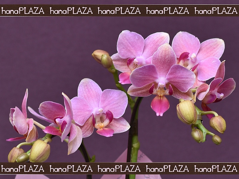 hana*PLAZA -Orchid-bԉut[Xg iJv̂