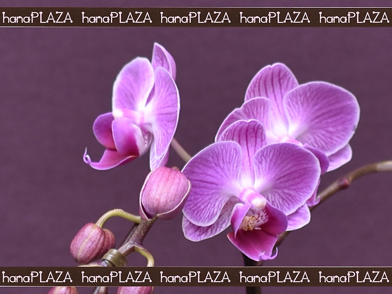 hana*PLAZA -Orchid-bԉut[Xg iJv̂