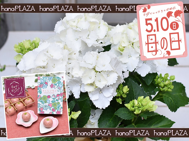 hana*PLAZA@~@aَq 񂾘aʁbԉut[Xg iJv̓̂̕