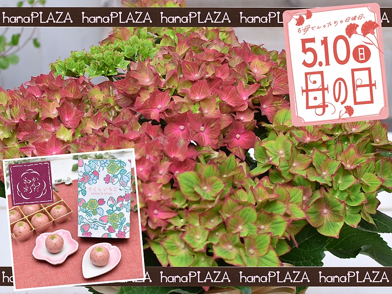 hana*PLAZA@~@aَq 񂾘aʁbԉut[Xg iJv̓̂̕