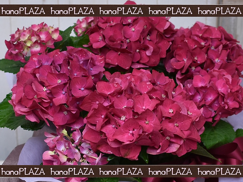 hana*PLAZA -ԁPlants-bԉut[Xg iJv̂