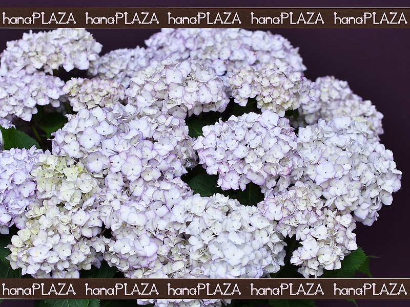 hana*PLAZA -ԁPlants-bԉut[Xg iJv̂