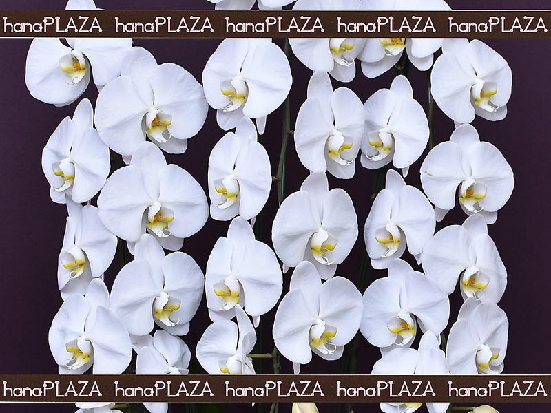 hana*PLAZA -Orchid-bԉut[Xg iJv̂