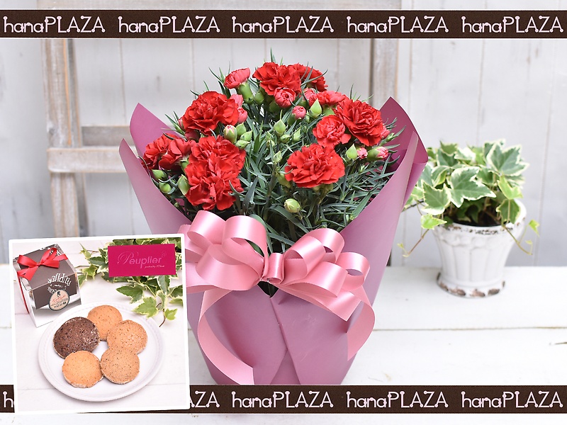 hana*PLAZA  َqH[ vvGbԉut[Xg iJv̓̂̕