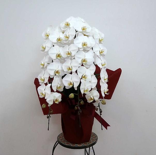 胡蝶蘭　５０３｜お花屋さん「フラワーデザイン ウィズ」の母の日のお花
