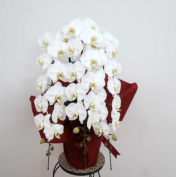 胡蝶蘭白赤３本立ち　５０２｜お花屋さん「フラワーデザイン ウィズ」のお花