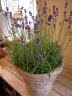 ”mother's lavender" 世田谷区粕谷のお花屋さん「はなっ葉゜」母の日の花を始め、フラワーギフトやお花の宅配ならイーフローラ