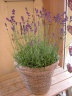 ”mother's lavender" 世田谷区粕谷のお花屋さん「はなっ葉゜」母の日の花を始め、フラワーギフトやお花の宅配ならイーフローラ