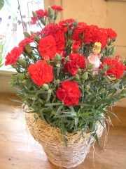 "mother's carnation" 世田谷区粕谷のお花屋さん「はなっ葉゜」母の日の花を始め、フラワーギフトやお花の宅配ならイーフローラ