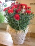 "mother's carnation" 世田谷区粕谷のお花屋さん「はなっ葉゜」母の日の花を始め、フラワーギフトやお花の宅配ならイーフローラ