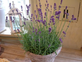 hmother's lavender" cJ攔Ĵԉu͂ȂtKv̓̉Ԃn߁At[Mtg₨Ԃ̑zȂC[t[
