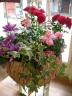 ”mother's royale" 世田谷区粕谷のお花屋さん「はなっ葉゜」母の日の花を始め、フラワーギフトやお花の宅配ならイーフローラ