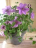 hmother's clematis"