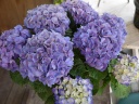 “mother's blue” 世田谷区粕谷のお花屋さん「はなっ葉゜」母の日の花を始め、フラワーギフトやお花の宅配ならイーフローラ