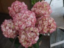 “mother's  Lip” 世田谷区粕谷のお花屋さん「はなっ葉゜」母の日の花を始め、フラワーギフトやお花の宅配ならイーフローラ