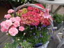 “mother's coral” 世田谷区粕谷のお花屋さん「はなっ葉゜」母の日の花を始め、フラワーギフトやお花の宅配ならイーフローラ