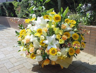 pale yellow arrange