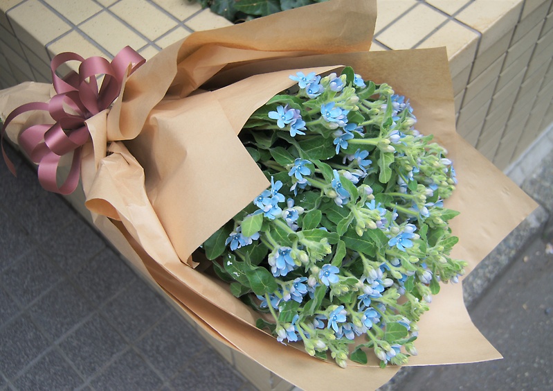 幸福な愛 ブルースターの花束 ａｓｔｉｎａ パリ イーフローラ フラワーギフトや花の宅配 送料無料も多数