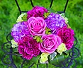 ̓Le Rose( [[jM GKgp[v