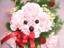 ♪プードル　アレンジメント♪ 横浜市栄区笠間のお花屋さん「ナカムラ生花 笠間店」母の日の花を始め、フラワーギフトやお花の宅配ならイーフローラ
