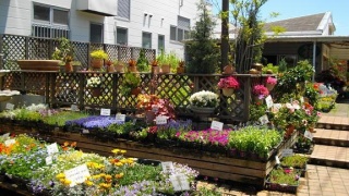 ｇｒｅｅｎ ｈｏｕｓｅ 湘南 横須賀市馬堀海岸のお花屋さん イーフローラ フラワーギフトや花の宅配 送料無料も多数