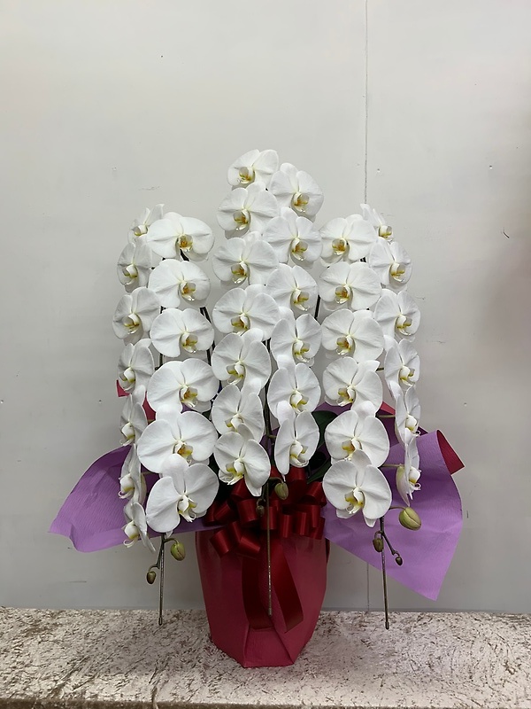 胡蝶蘭3本立｜お花屋さん「フラワーショップ スパイラル」のお花