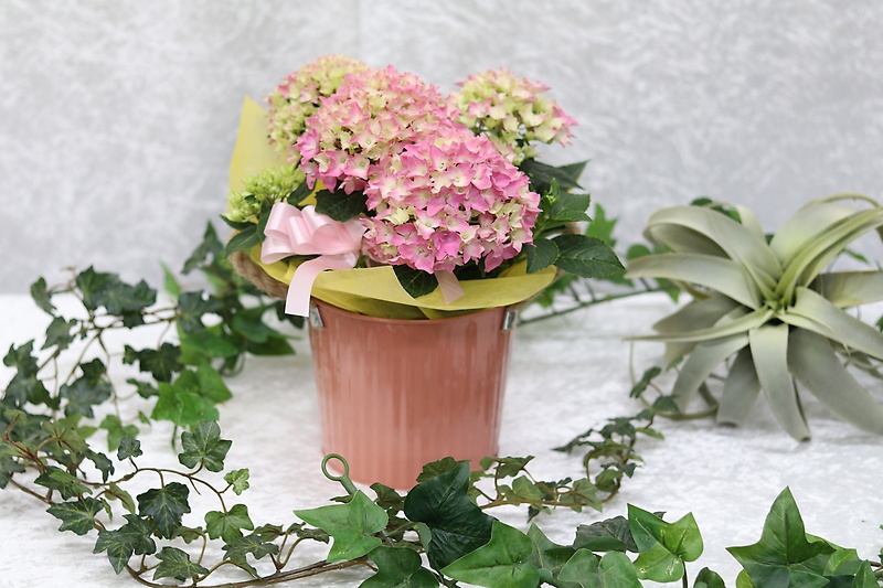 m̓Hydrangea pinkbԉut[Vbv XpCv̓̂̕