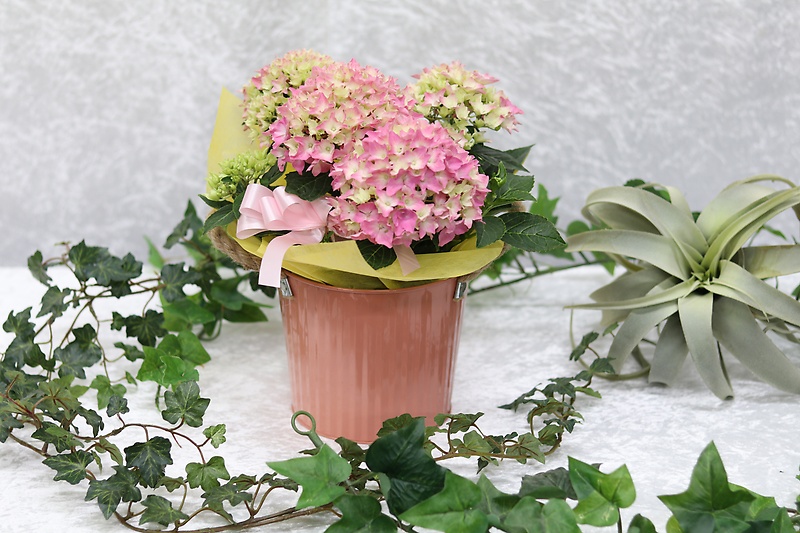 m̓Hydrangea pinkbԉut[Vbv XpCv̓̂̕