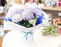 y̓z`Hydrangea@mystical`