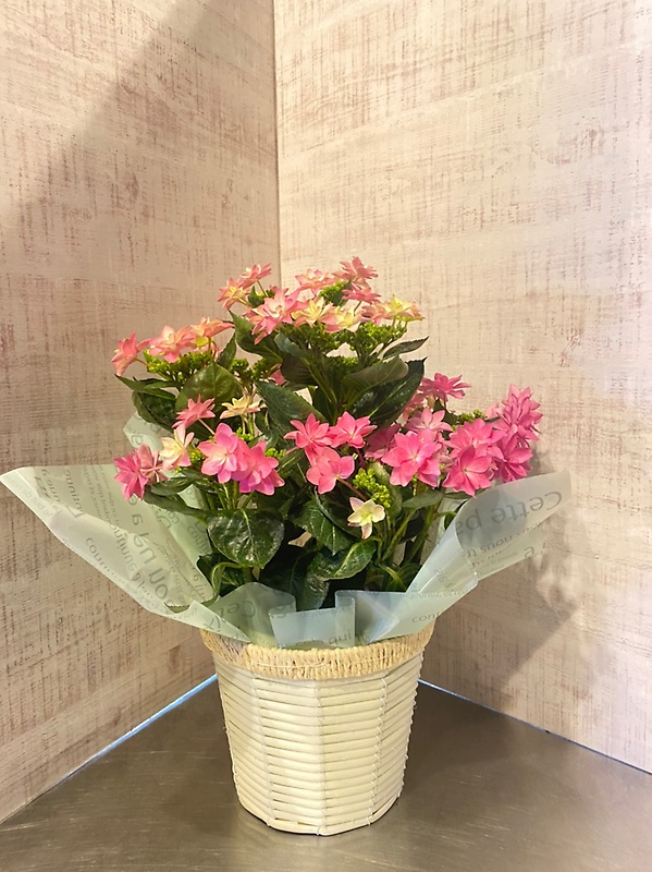 元気なママさんにおすすめ　紫陽花（カゴ付）｜お花屋さん「ショーケース 横浜」の母の日のお花