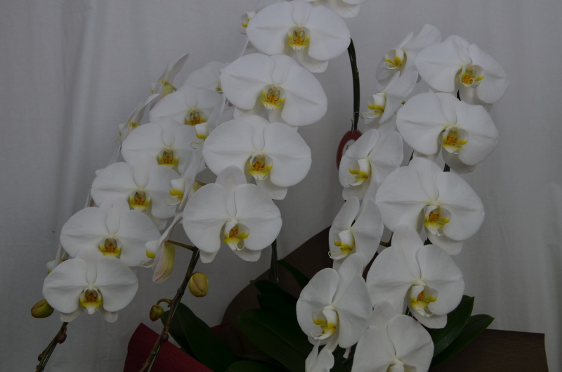 Phalaenopsis 30.0bԉuԂ̕Gv̂