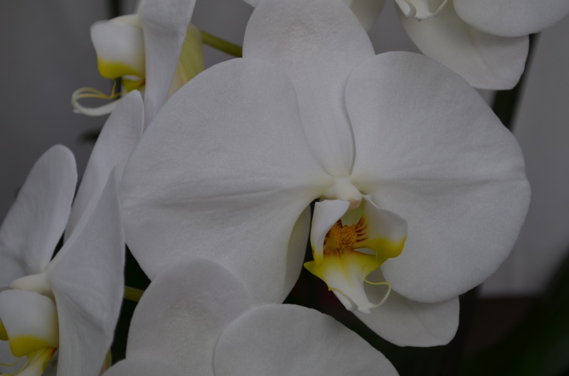 Phalaenopsis 30.0bԉuԂ̕Gv̂