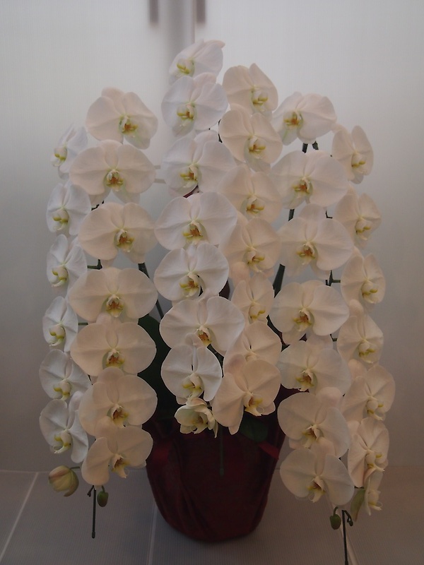 Phalaenopsis 25.0bԉuԂ̕Gv̂