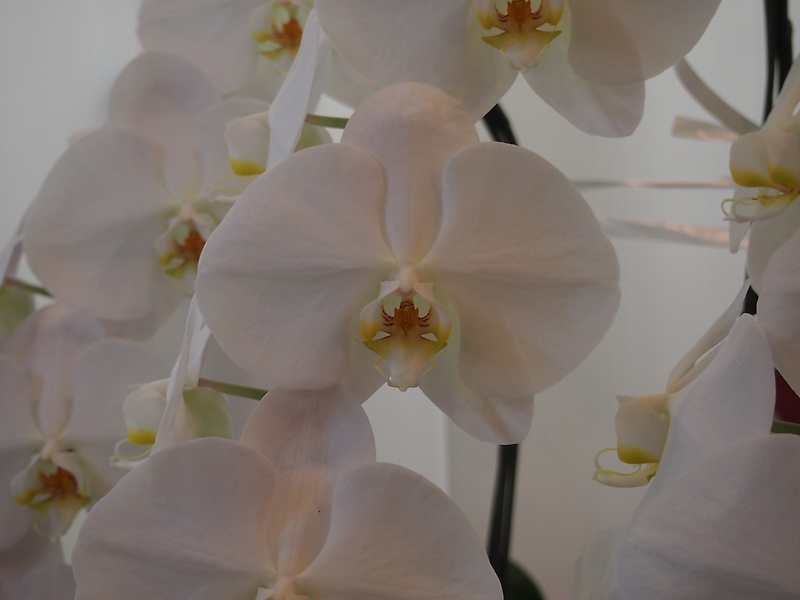 Phalaenopsis 18.0bԉuԂ̕Gv̂