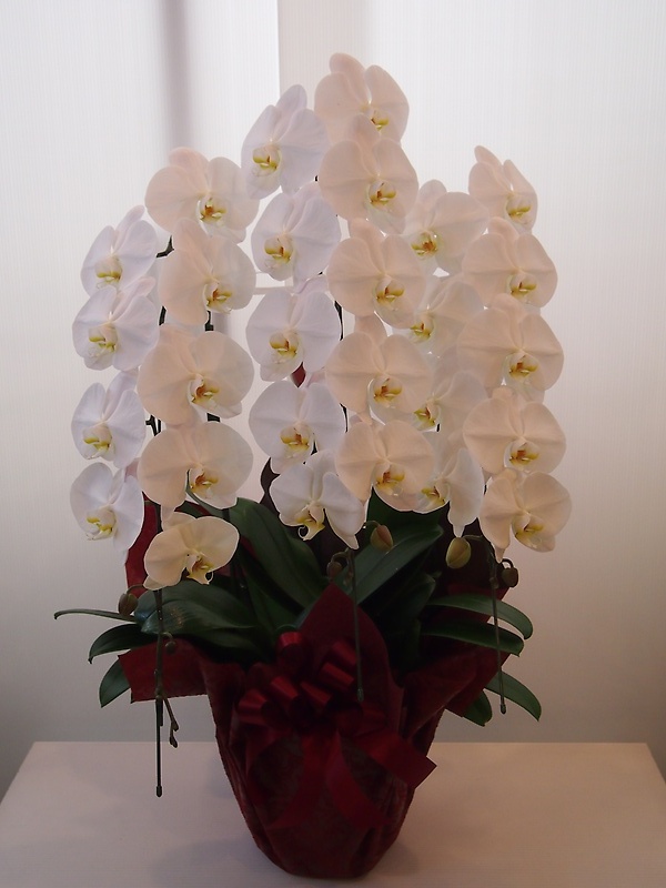 Phalaenopsis 18.0bԉuԂ̕Gv̂