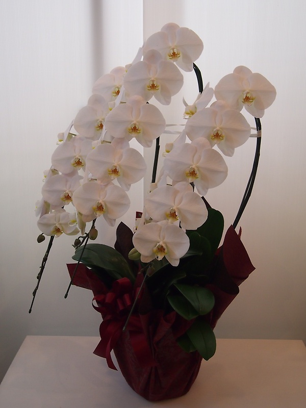 Phalaenopsis 18.0bԉuԂ̕Gv̂