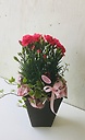 ホットピンクのカーネーション鉢とミニ観葉の寄せ鉢