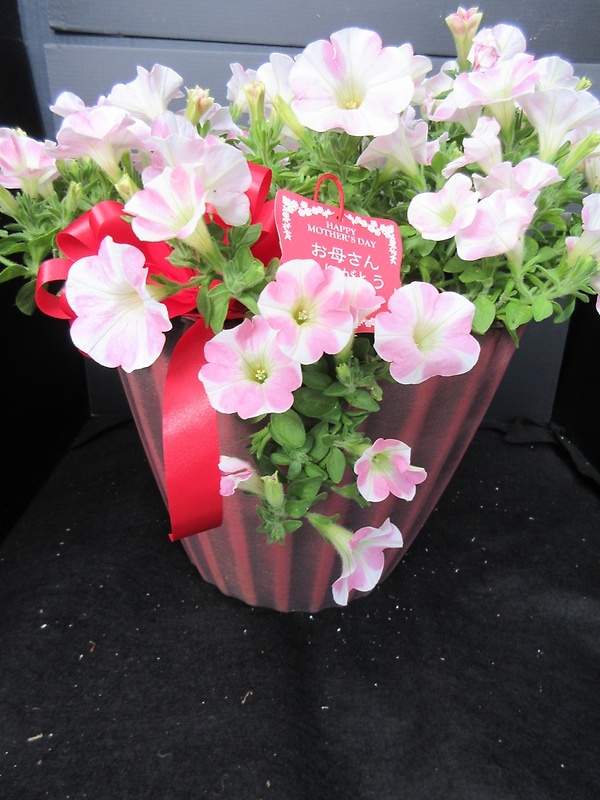 ガーデニングの花サフィニアももいろハート８号鉢｜お花屋さん「ウッディ・Ｋ」の母の日のお花