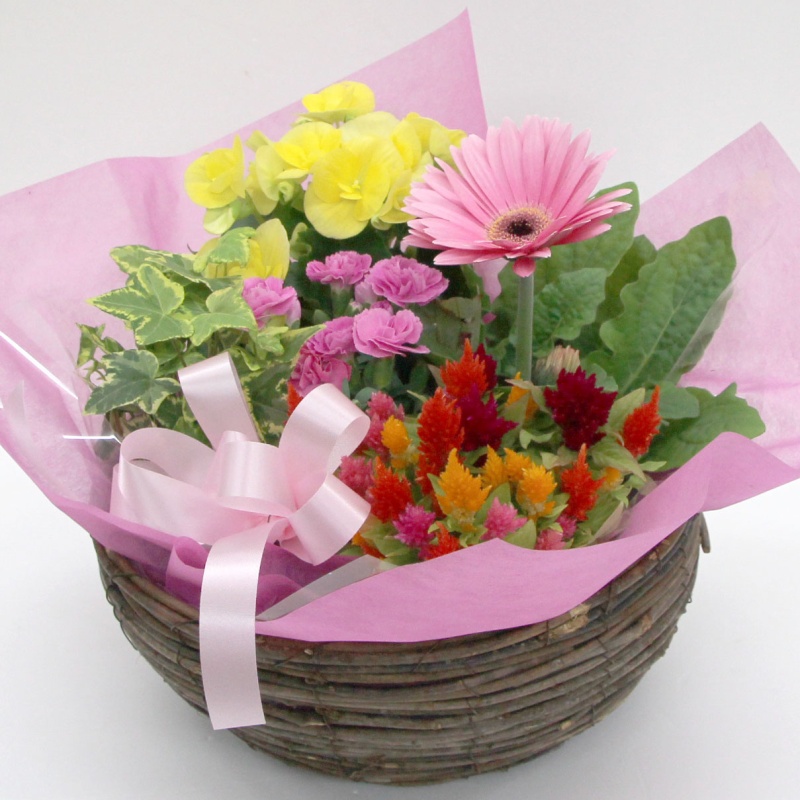 ☆カーネーション☆と季節の花鉢｜お花屋さん「フローラント」の母の日のお花