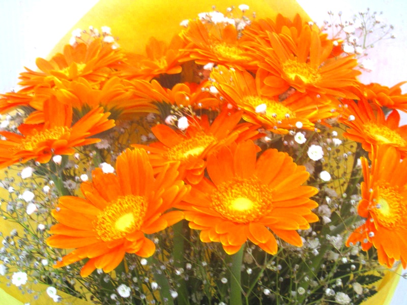 オレンジガーベラとかすみ草の花束 株式会社 花樹園 イーフローラ フラワーギフトや花の宅配 送料無料も多数