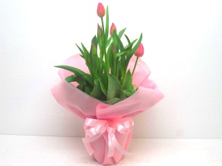 《春の贈り物に》チューリップの花鉢（ピンク）